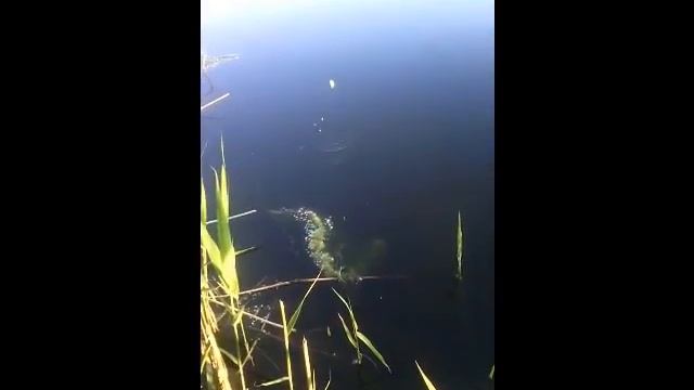 Рыбалка! Как ловить на попла поппер смотреть онлайн
