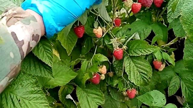 Малина Энросадира, ранний ремонтантный сорт г. Омск Ферма "Омская Ягода". смотреть онлайн