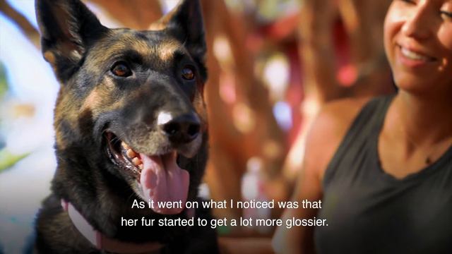 Kristie Barker - Wild Earth's 30 Day Dog Food Challenge | Wild Earth Plant Based Dog food Review смотреть онлайн