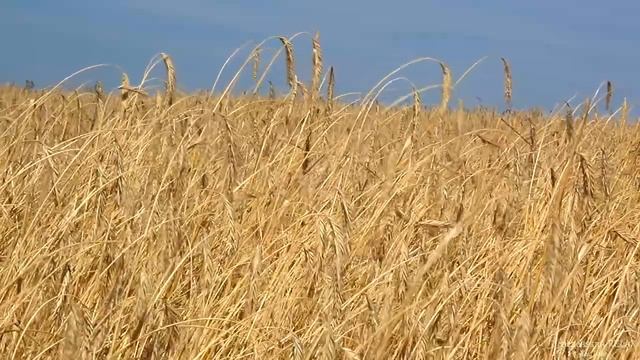 КОЛОСЬЯ в поле. 2 часа успокаивающих звуков смотреть онлайн