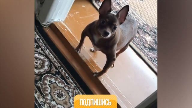 Смешные животные 71 смотреть онлайн