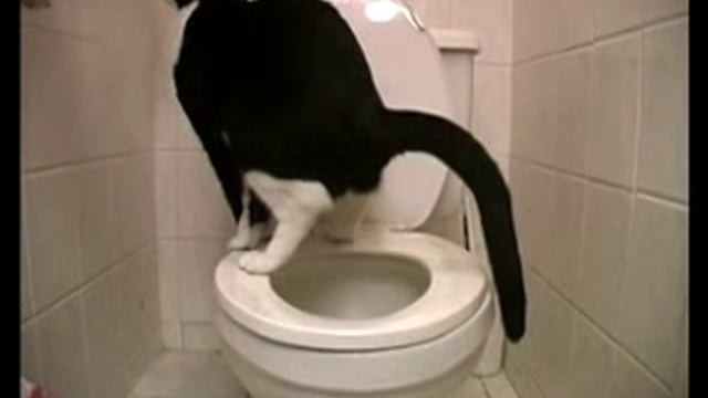 Кошка, приученная к туалету смотреть онлайн