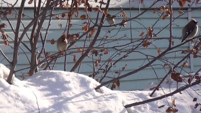 Лесосибирск 10 марта 2017 прилетели свиристели. Птица свиристель.Свиристель слушать. смотреть онлайн