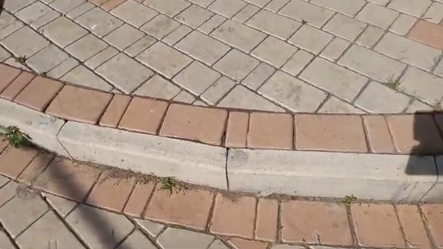Сухопутная черепаха содержание смотреть онлайн