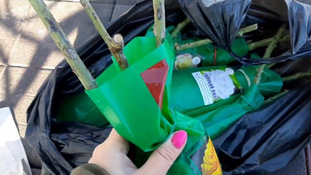 Будни Сибирячки!Дела огородные.Розы из магазина Светофор,купила пионы. смотреть онлайн