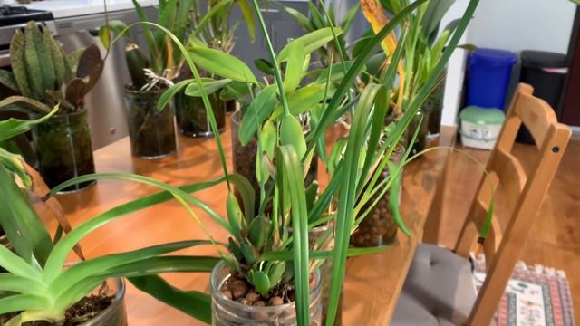 February 2020 Orchid Collection Update: Semi-Hydroponics смотреть онлайн