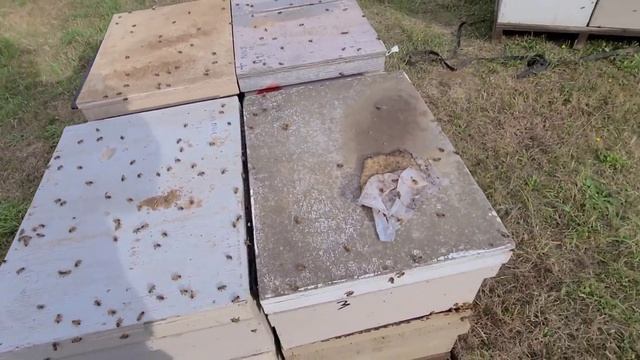 3 октября пыльцу несут как весной смотреть онлайн