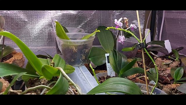 Ph. equestris (var) leucotanthe смотреть онлайн