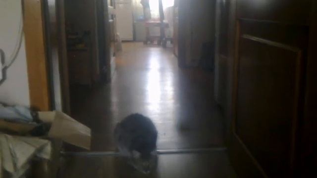 Кошак смотреть онлайн