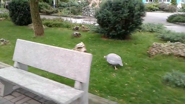 Тайган 6.07.18. (1 часть) смотреть онлайн