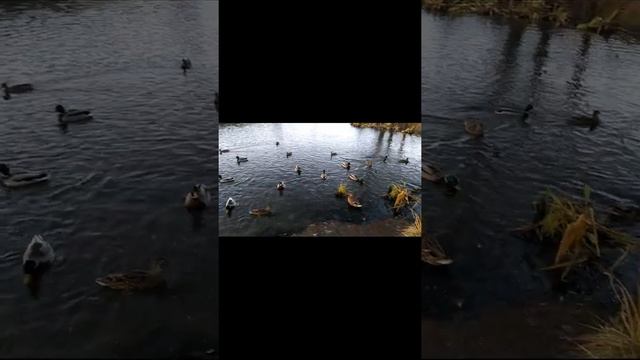 ПОКОРМИЛИ УТОК НА ПРУДУ. #shorts смотреть онлайн
