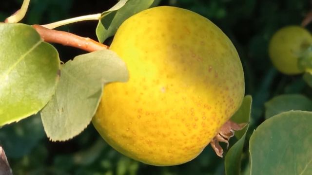 Сорт груши Рыжик смотреть онлайн