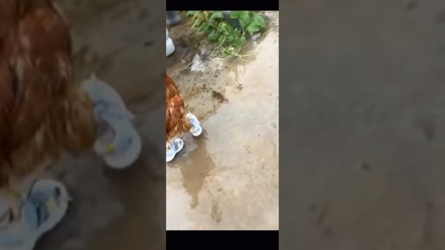 Петух из Tik Tok ?