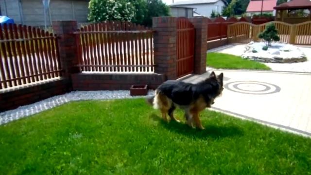 German shepherd смотреть онлайн