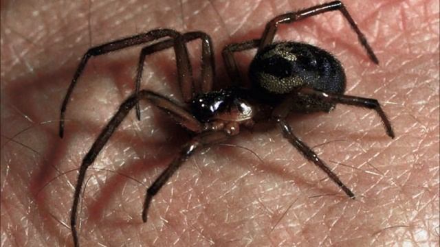 Что будет если укусит черная вдова? смотреть онлайн
