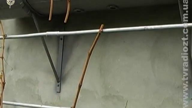 ЖОДТРК. Ранок. Блок Дім.Сад.Город. Обрізка винограду 4роки смотреть онлайн