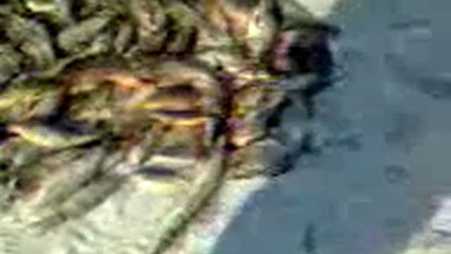 На устье Беликуля. смотреть онлайн