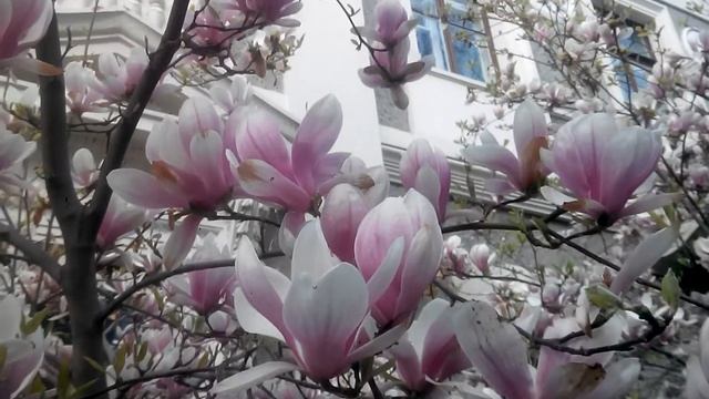 Магнолии в Ялте смотреть онлайн