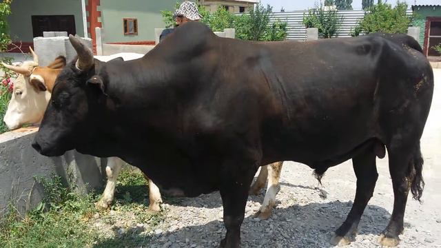 elesger memmedli смотреть онлайн