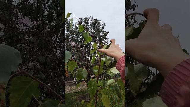 ? Берёза Юнги из семян. 2 сезона спустя. смотреть онлайн