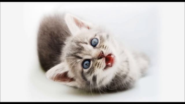 Cat meow sound effects 2hrs relaxing noise calming kitten meowing sounds смотреть онлайн