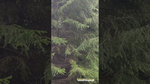 Грузди. Осень. смотреть онлайн