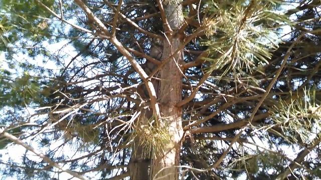 What A Weird Tree смотреть онлайн