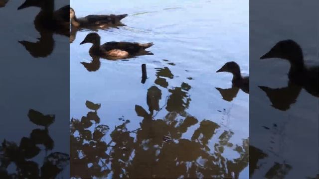 Природа.Уточки.Водяная крыса.#Лето#ЗООПАРК#КИСЛОРОД#КАНИКУЛЫ#ДАЧА смотреть онлайн