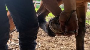 ЧИСТКА КОПЫТ ЛОШАДЯМ