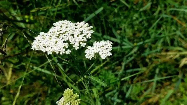 САМВЕЛ АДАМЯН ОБВИНИЛ В ПРОВАЛЕ ПЕСНИ РОКСОЛАНА ЗРИТЕЛЕЙ смотреть онлайн