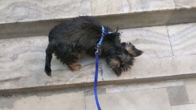 How to Teach Small Breed Puppy to Climb Stairs in One Easy Step смотреть онлайн