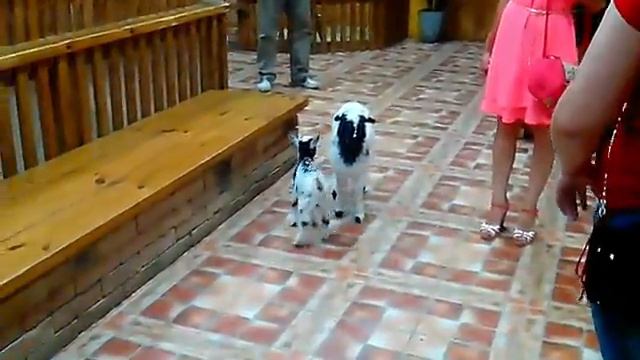 Наш козлёнок Васька, а в скором будущем Василий Иваныч))) смотреть онлайн