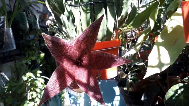 Stapelia gigantea 09/11/2019 смотреть онлайн