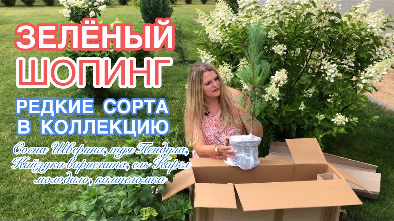 ПОПОЛНЯЮ ХВОЙНУЮ КОЛЛЕКЦИЮ редкими сортами Обзор посылки от Шопзелмир бай смотреть онлайн