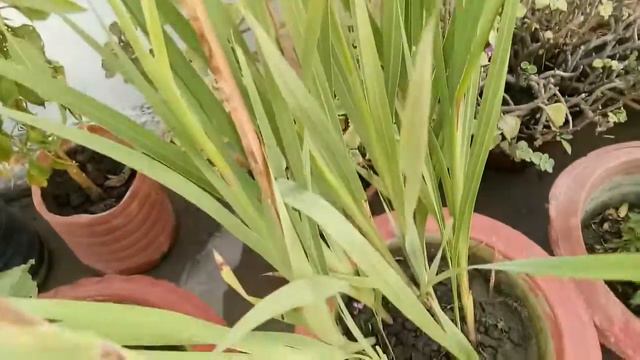 Gladiolus Flower Plants Care(158)