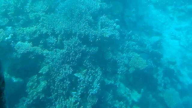 Отпуск 2023 (11.10.23) Батискаф, кораллы, Красное море??? смотреть онлайн