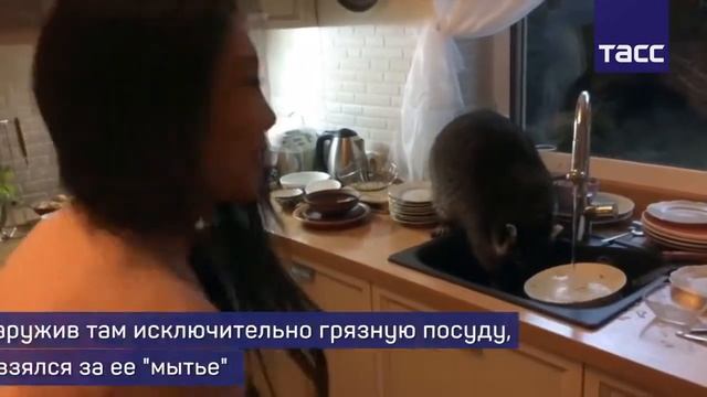 Енот забрался в дом, чтобы помыть посуду смотреть онлайн