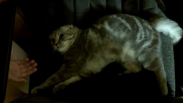 Котёнок! Подрощенный вислоухий котёнок даёт лапу! смотреть онлайн