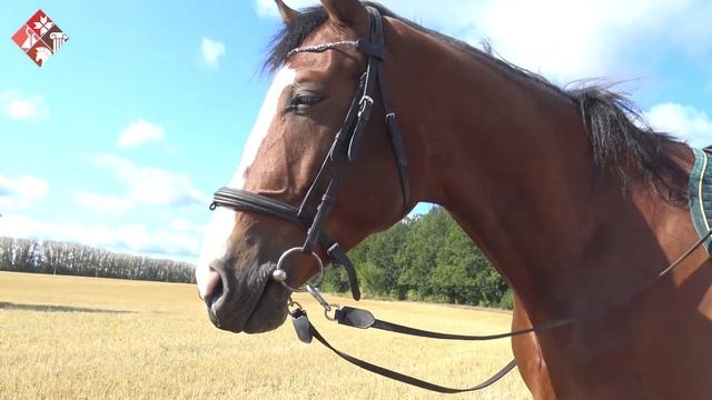 Видеорассказ «Мы пойдем с конем по полю вдвоем…» (значение лошадей в жизни крестьянина) смотреть онлайн