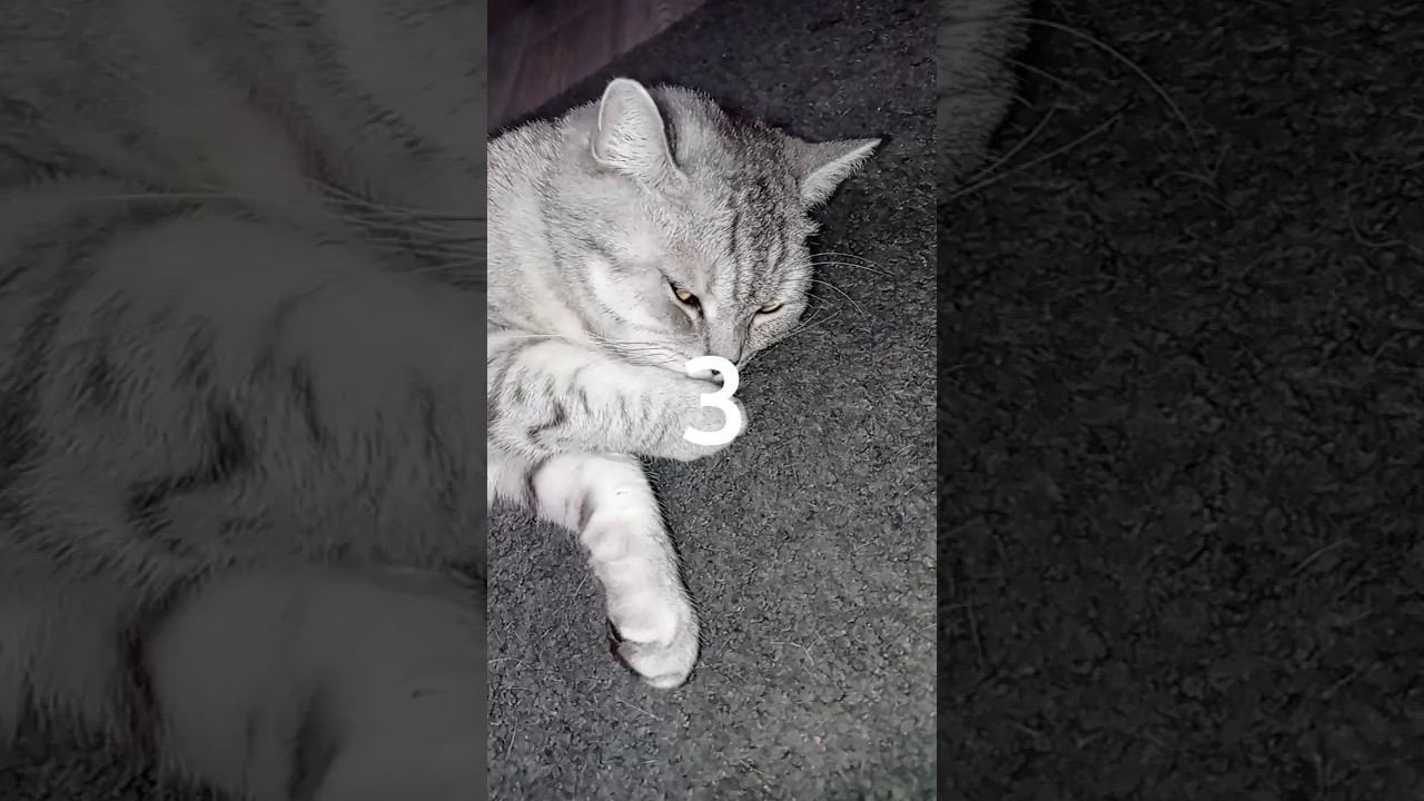 Выбери, с кем ты будешь дружить! ✨ #shorts #рекомендации #котики смотреть онлайн