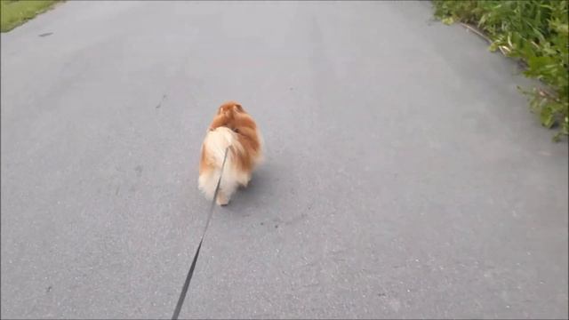 ????Прогулка с шпицом Шастиком???? смотреть онлайн