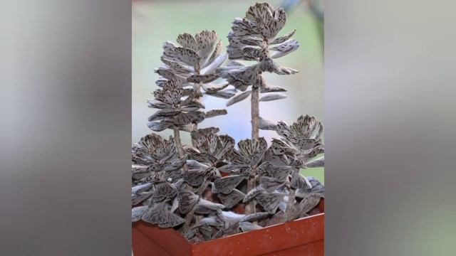 KALANCHOE RHOMBOPILOSA ATRAKTIVNI SUKULENT SIVE PODLOGE ISPREPLETANE ČOKOLADNIM BOJAMA