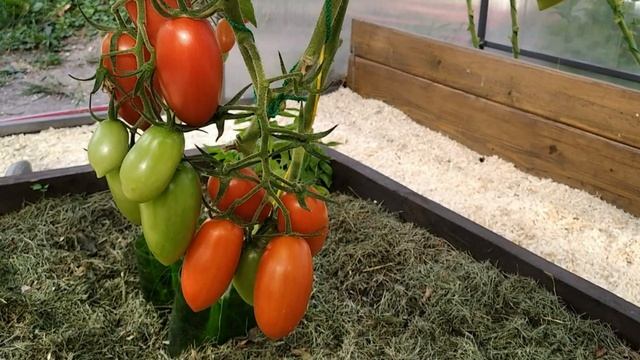 Томат Джек Пот. Очень урожайный и неприхотливый! смотреть онлайн