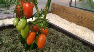 Томат Джек Пот. Очень урожайный и неприхотливый!