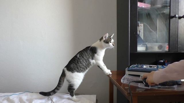 Нервный кот Смотреть всем Смеялся пол часа Жизнь в Польше смотреть онлайн