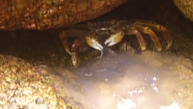 краб ест медузу смотреть онлайн