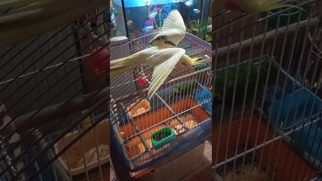 Как КОРЕЛЛА Рококо красуется перед девочкой КАКАРИКА Кари смотреть онлайн