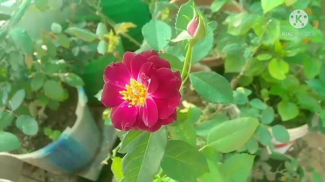 ரோஜாவின் பெயர் அறிவோம் - Midnight Blue / How to Care Midnight Blue Rose in Tamil смотреть онлайн