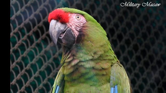 NATIONAL ZOOLOGICAL PARK DELHI [DELHI ZOO] (22 ULTRA HD-4K STILL PHOTOS) AS ON [02-11-2019] смотреть онлайн