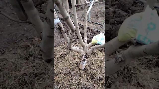 Приазовье, работа с грушей смотреть онлайн